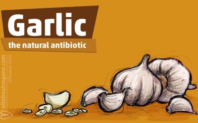 Garlic: the natural antibiotic